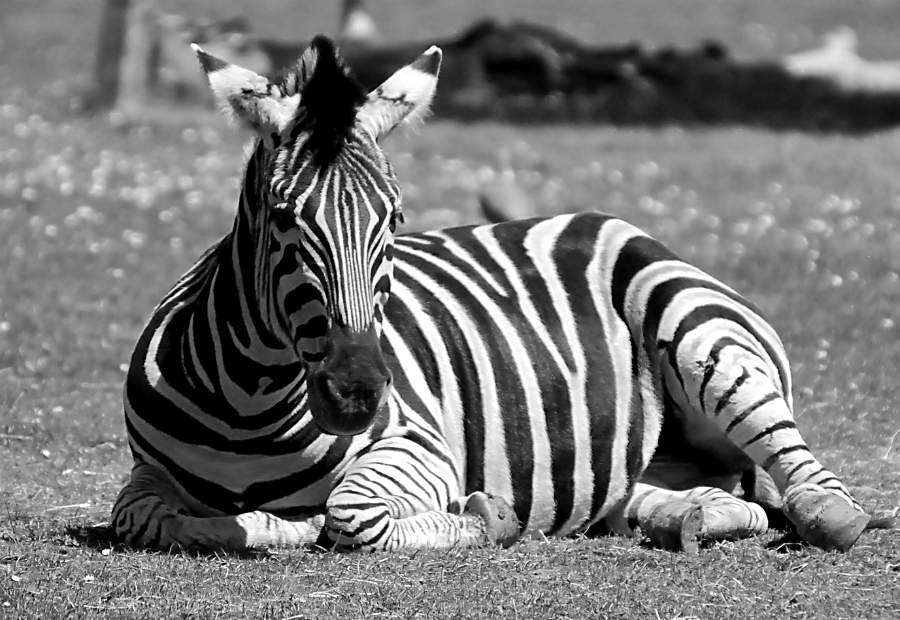 Chapmans Zebra