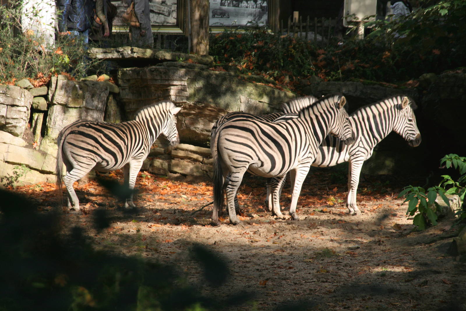 Chapman's  zebra