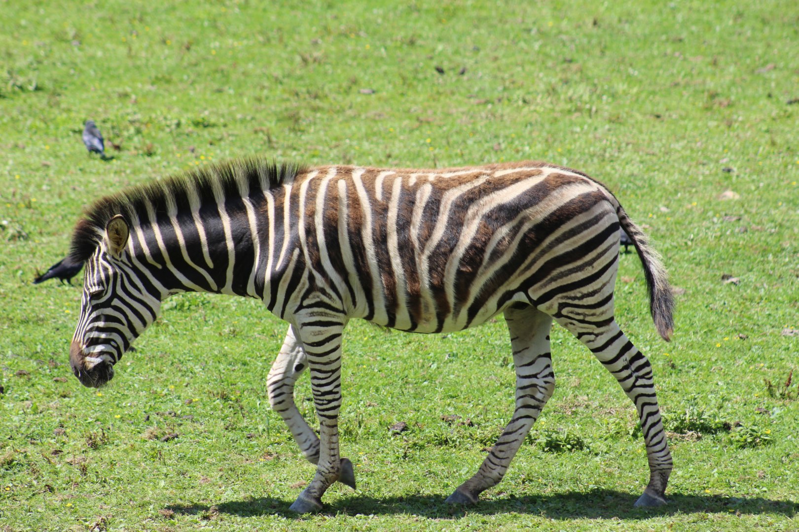 Chapman's Zebra