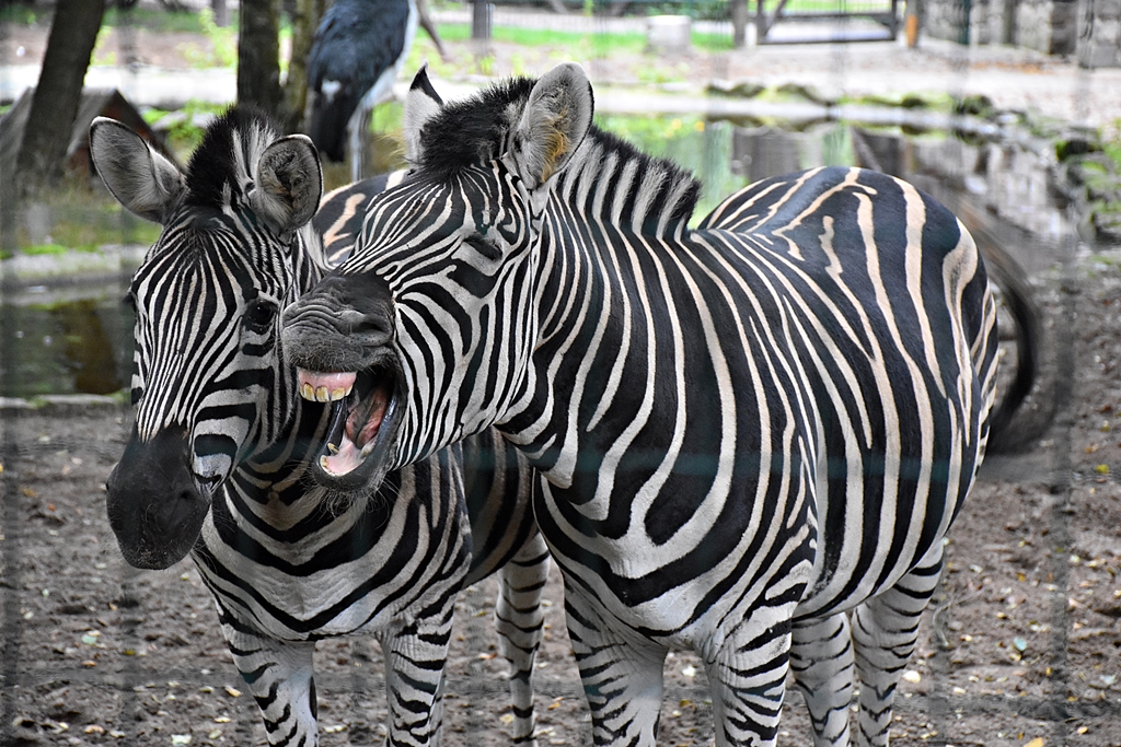 Chapman's zebra