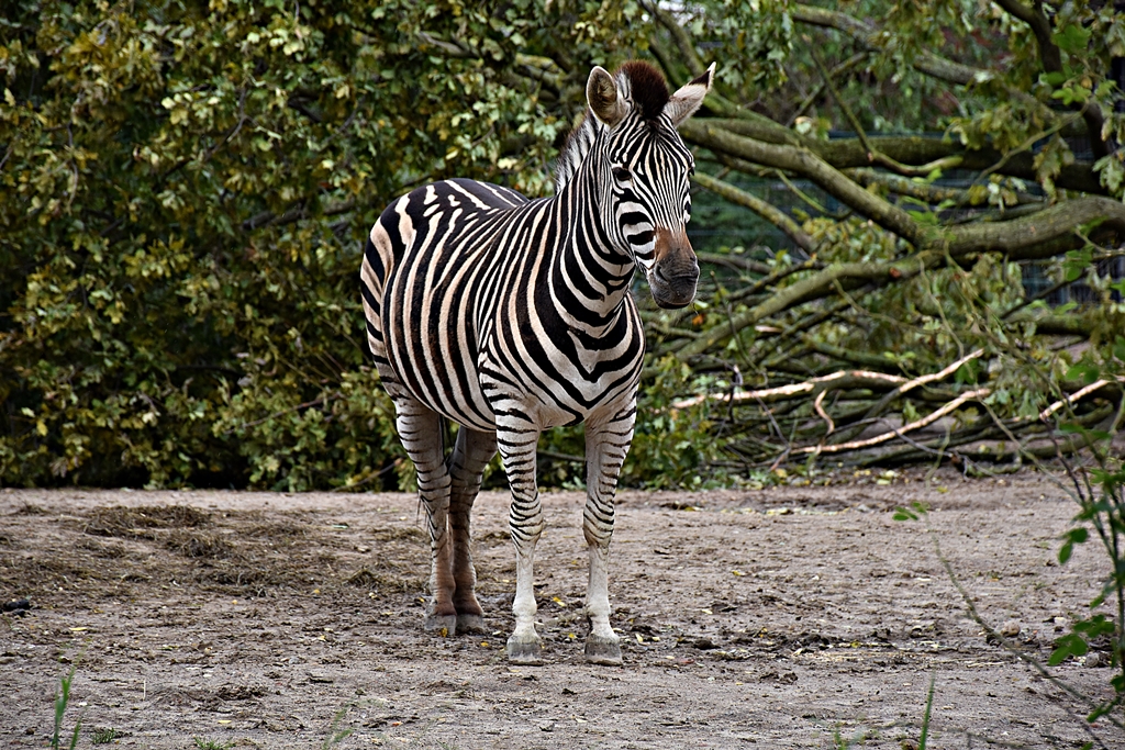 Chapman's zebra