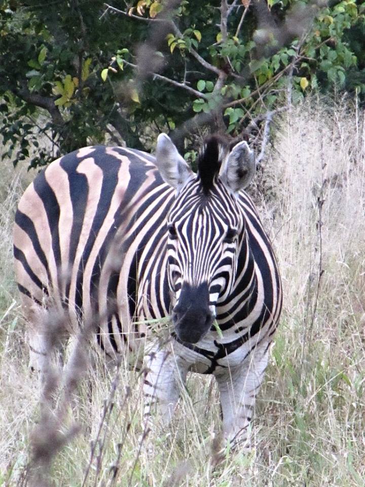 Chapman's Zebra