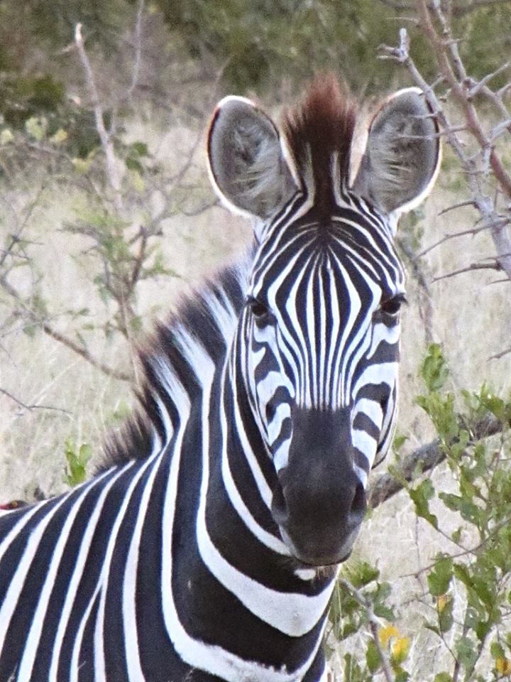 Chapman's Zebra