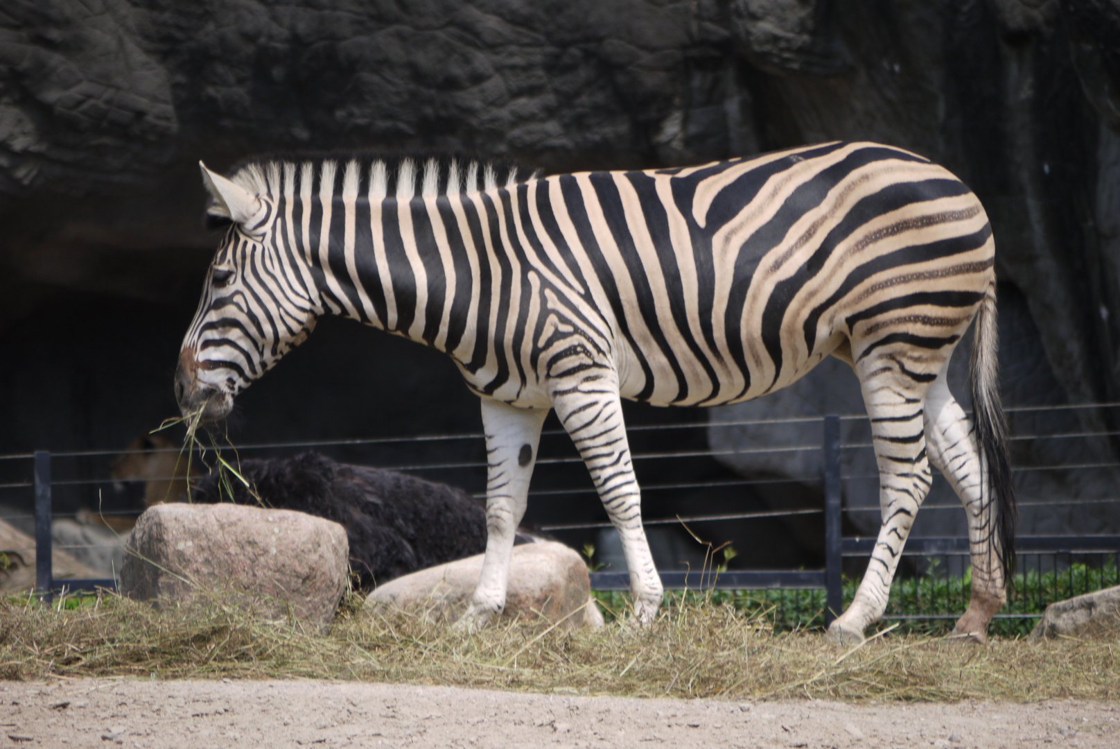 Chapman's Zebra