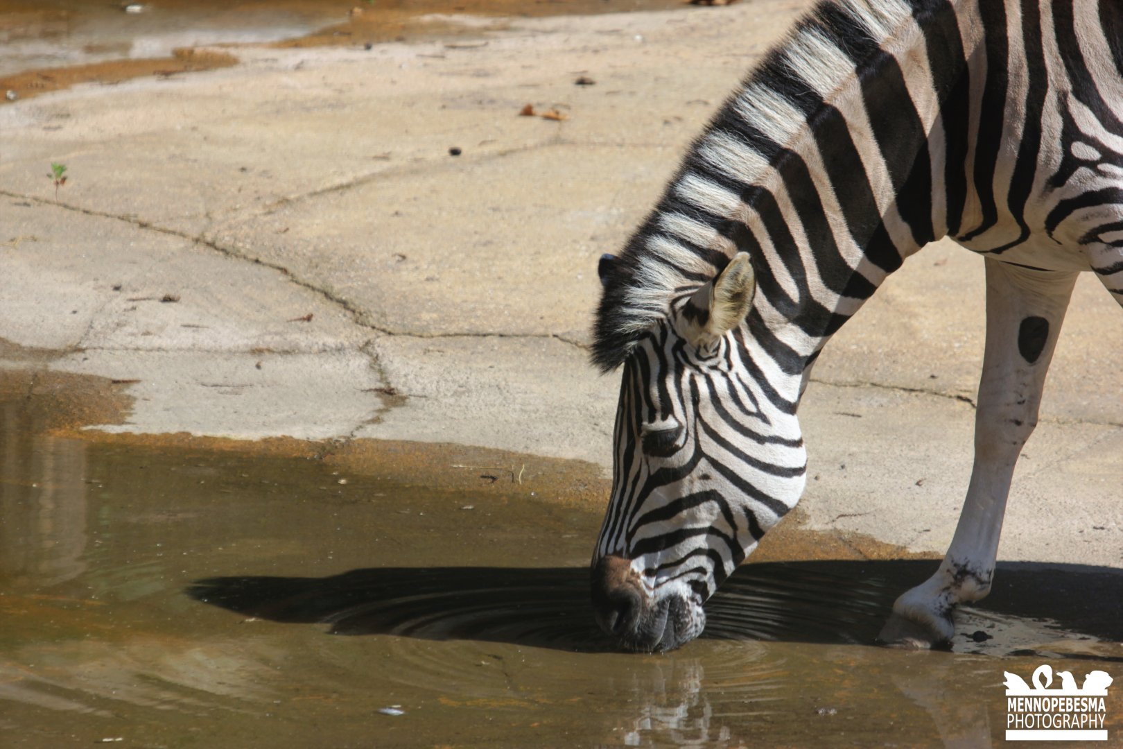 Chapman's zebra