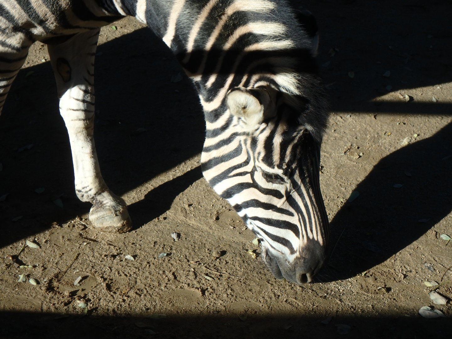 Chapman's zebra