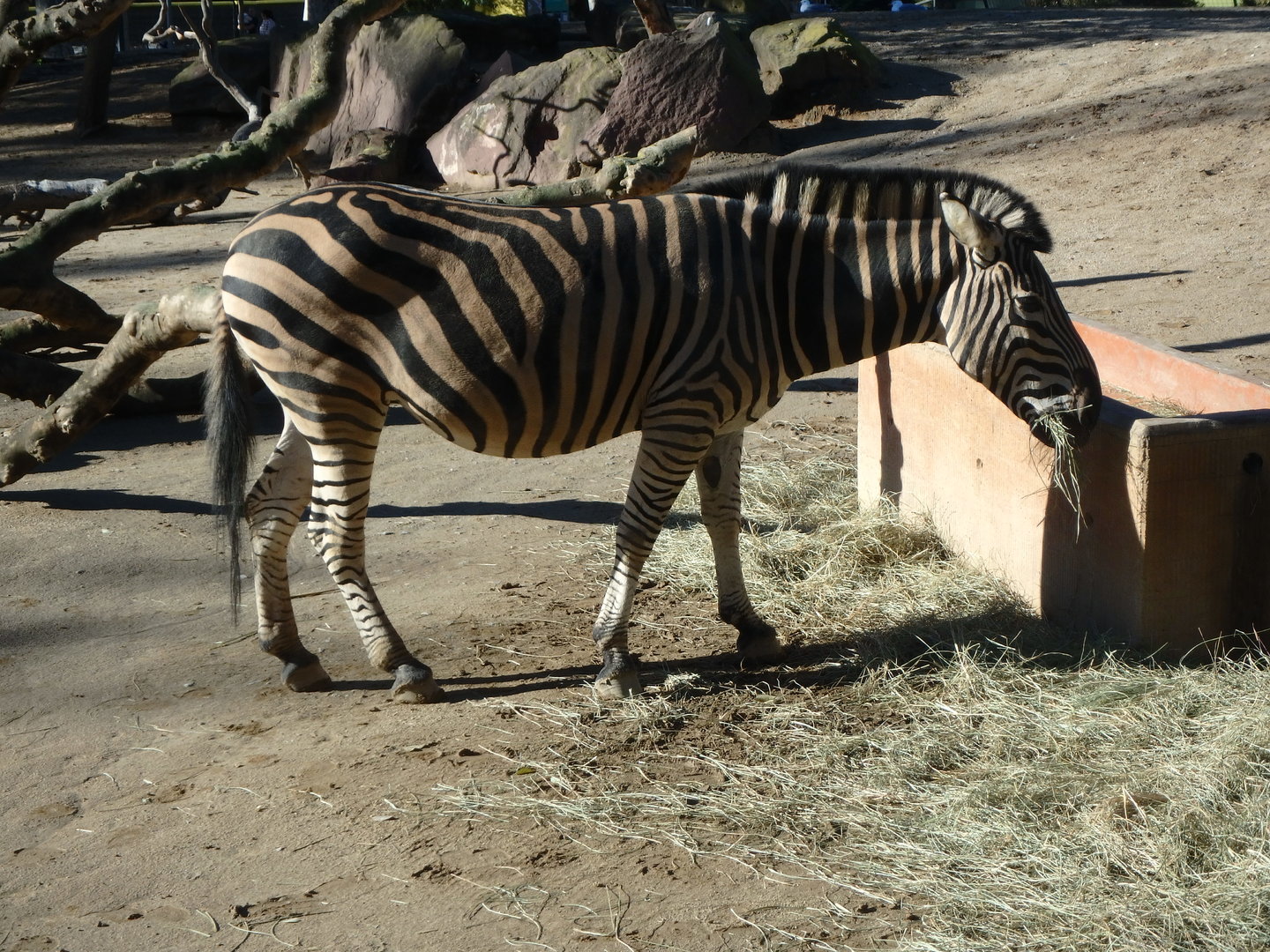 Chapman's zebra