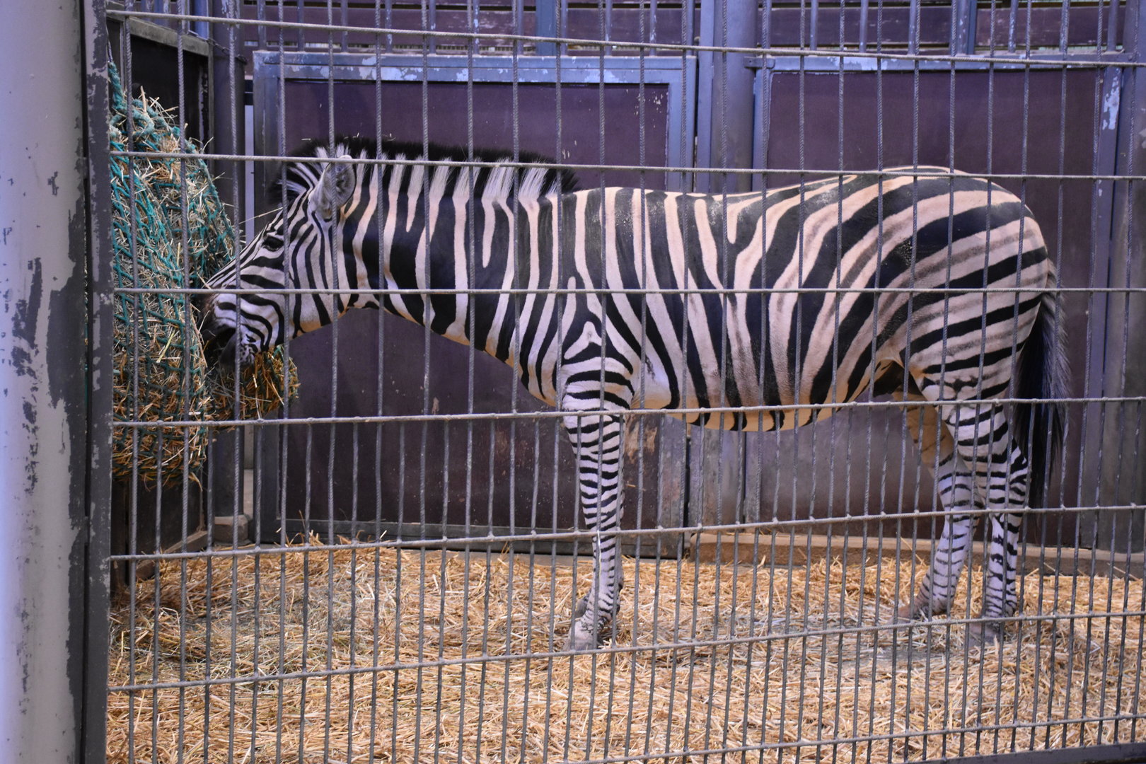 Chapman's zebra