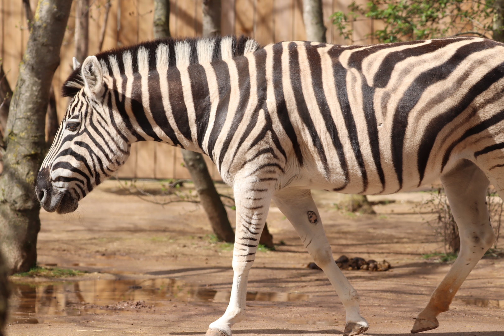 Chapman's Zebra