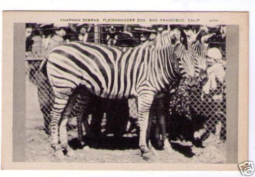 Chapman's Zebra