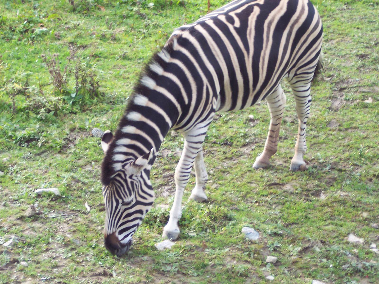 Chapman's Zebra