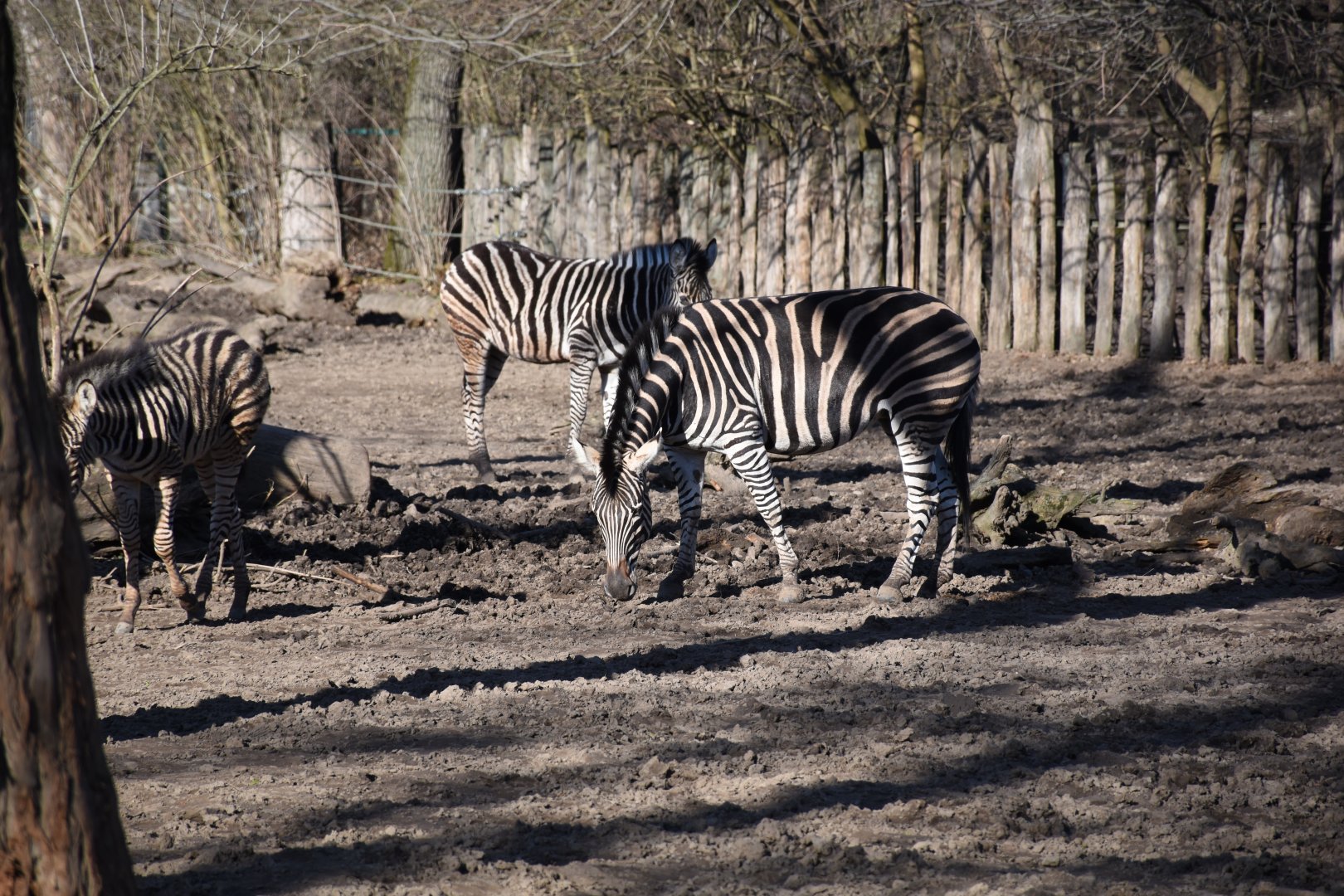 Chapman's zebra