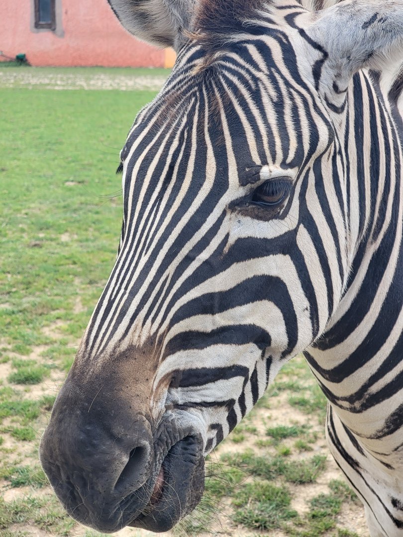 Chapman's Zebra