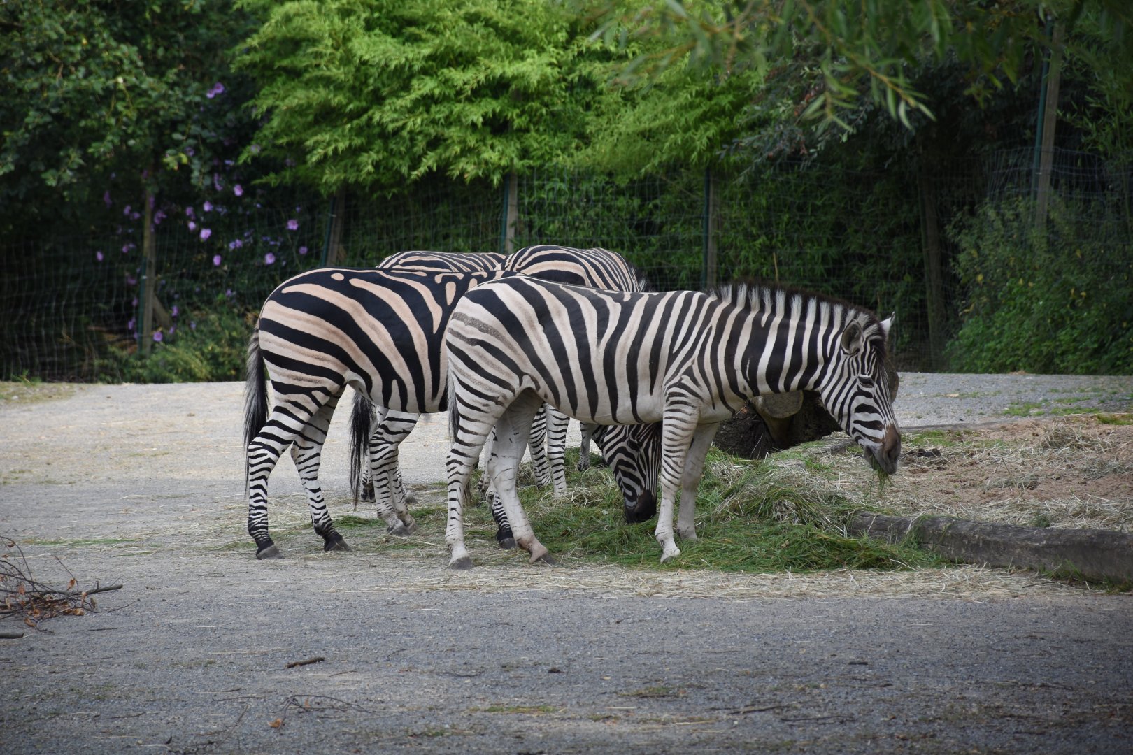 Chapman's zebra
