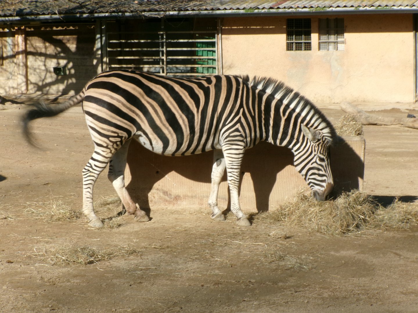 Chapman's zebra