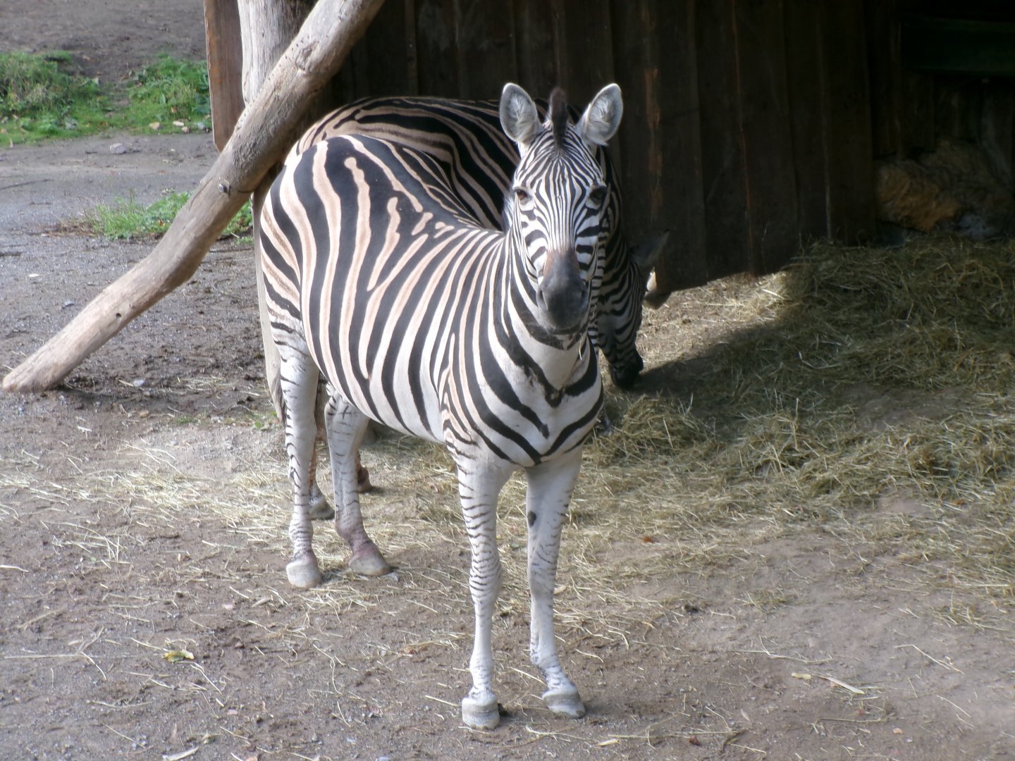 Chapman's zebra
