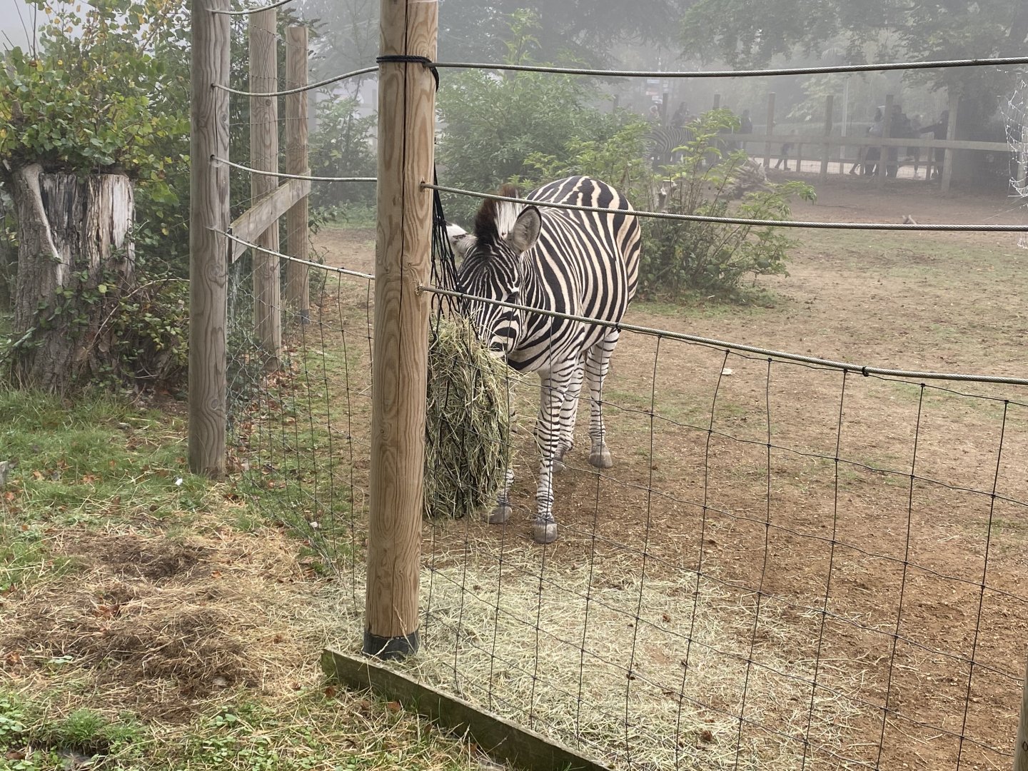 Chapman’s zebra