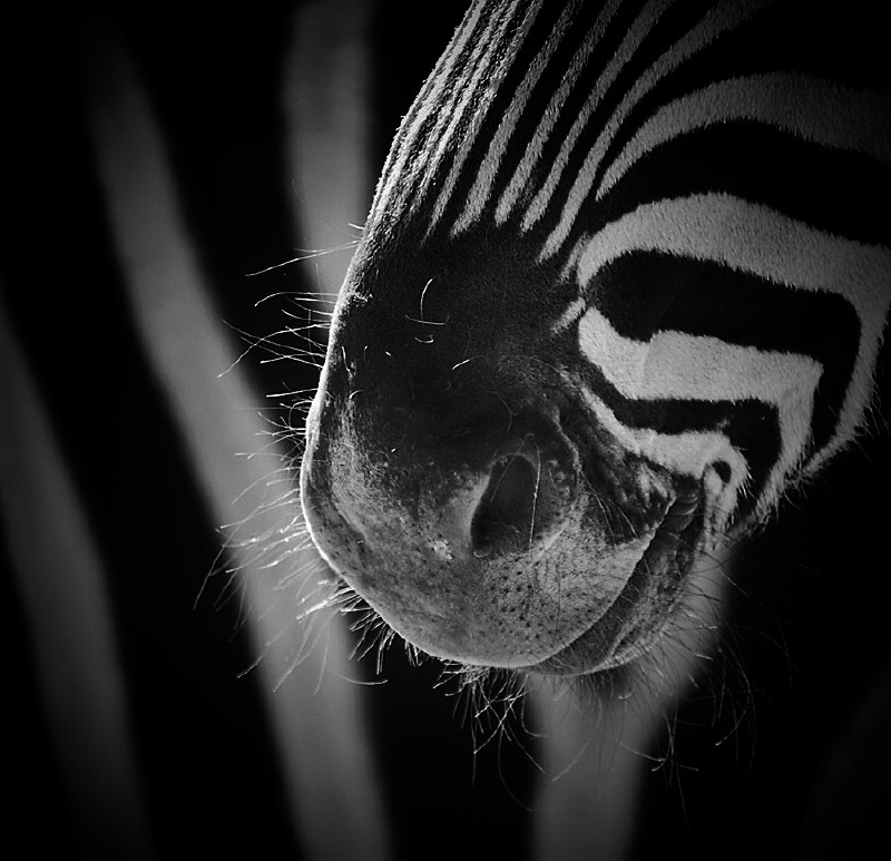 Chapmans Zebra