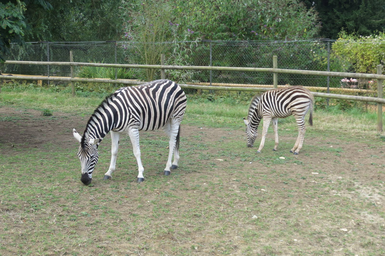 Chapman's Zebras 08/14