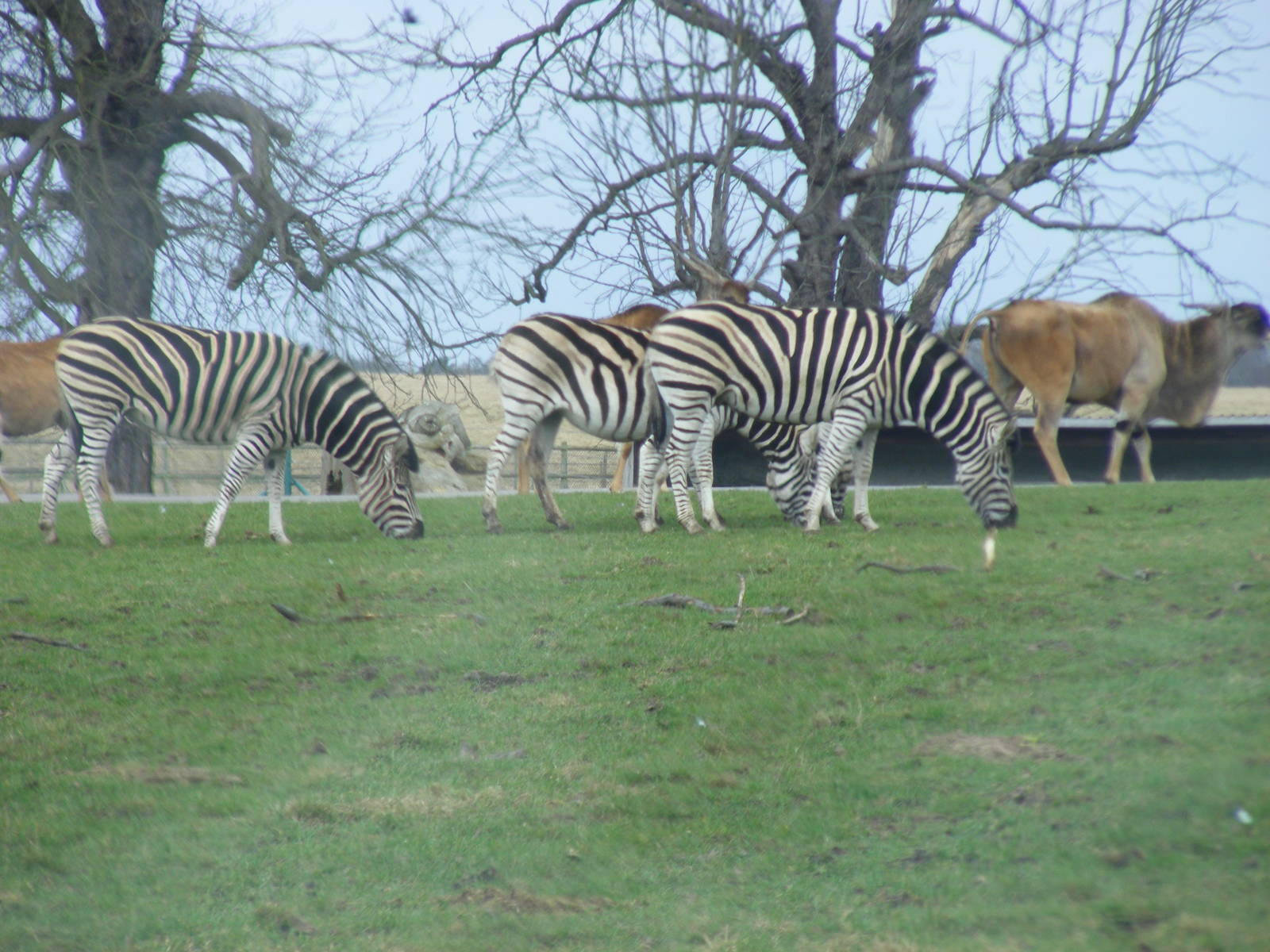Chapmans Zebras and Common Elands at Woburn Safari Park, 28 February 2009