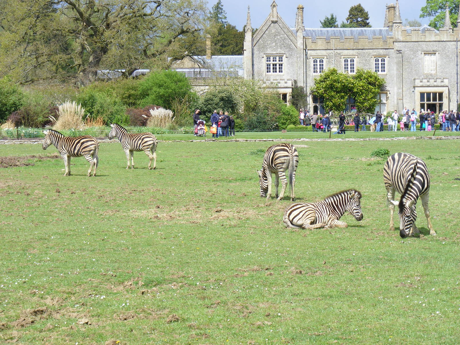 Chapman's zebras at Cotswold Wildlife Park, 3 May 2010