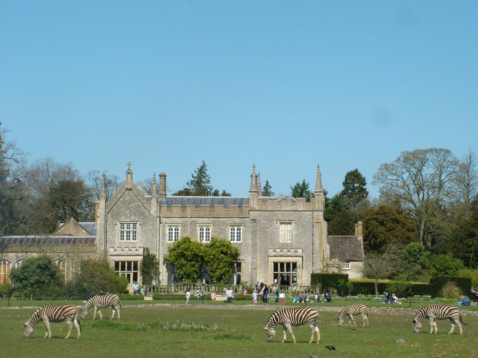Chapman's Zebras at Cotswold WP 17/04/10