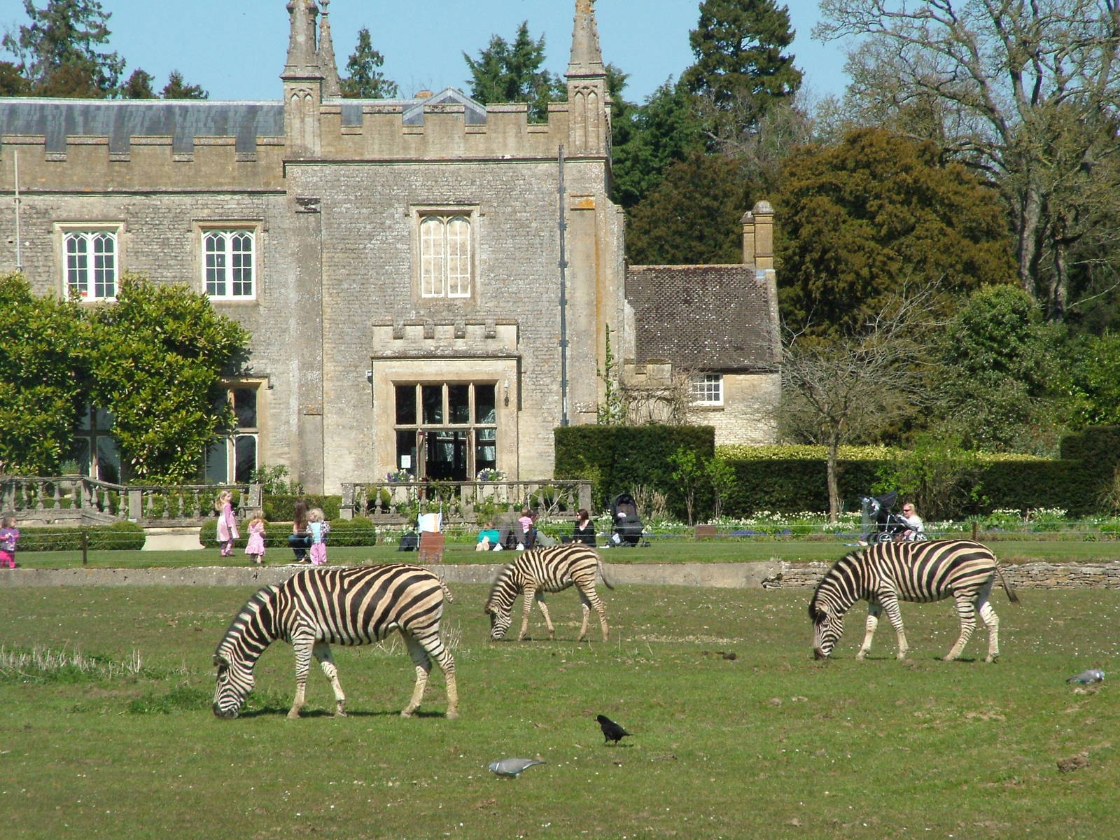 Chapman's Zebras at Cotswold WP 17/04/10
