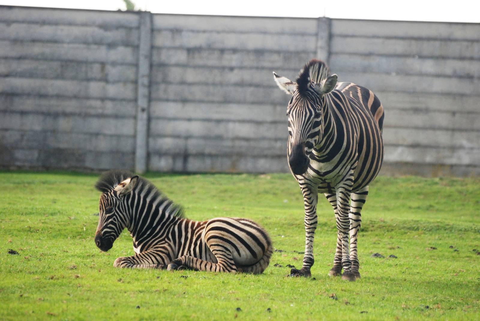 Chapman's Zebras at Dvur Kralove, 27/08/12