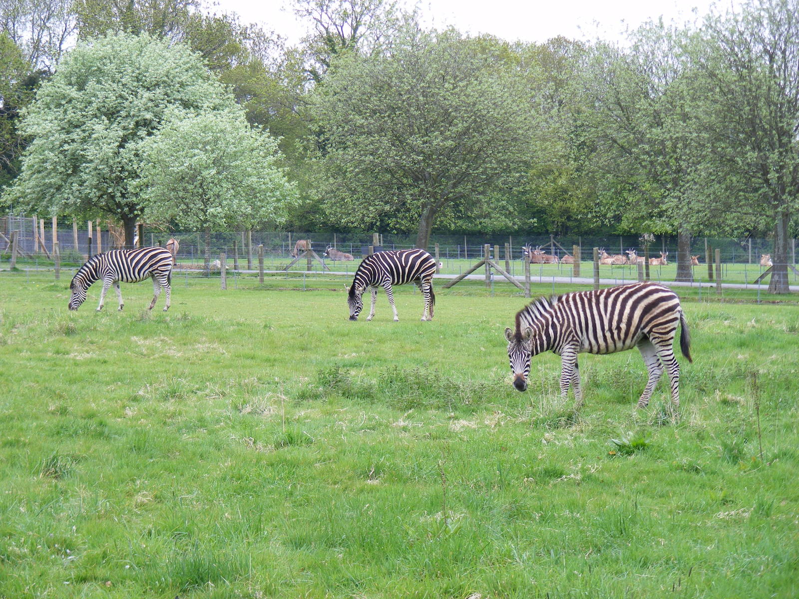 Chapman's zebras at Marwell Wildlife, 9 May 2010