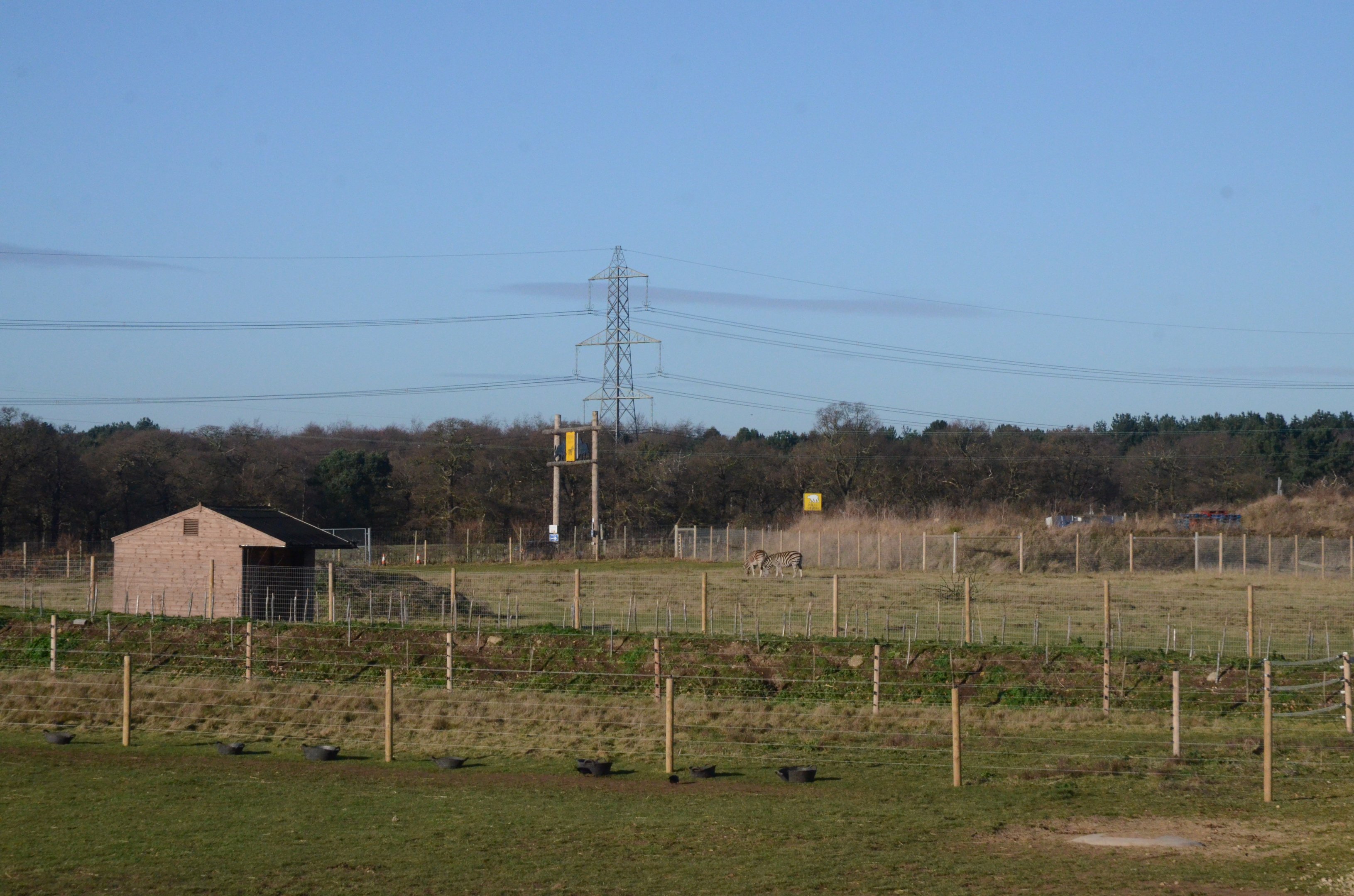 Chapman's Zebras at Yorkshire WP, 14/01/17