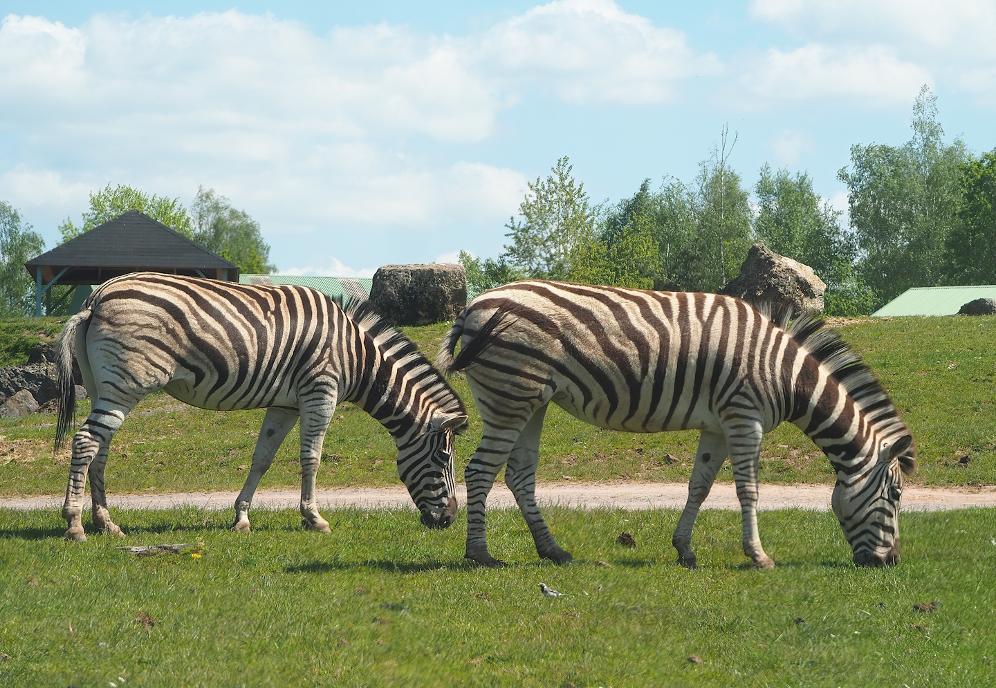 Chapman's zebras (Equus quagga chapmani), 2023-05-19