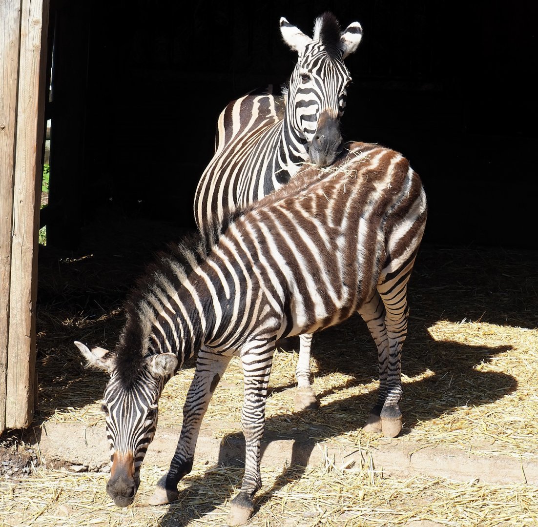 Chapman's zebras (Equus quagga chapmani), 2023-06-24