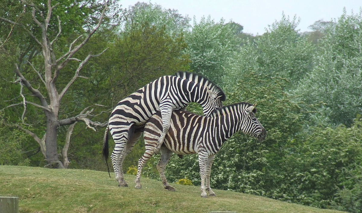 Chapman's Zebras, Plains of Africa