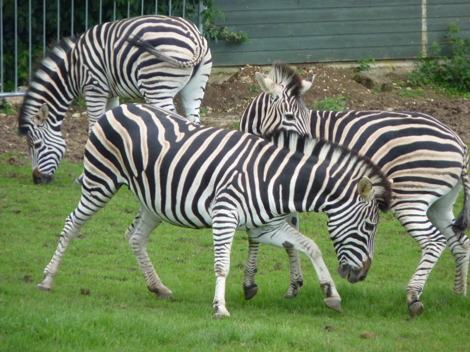 Chapmans Zebras