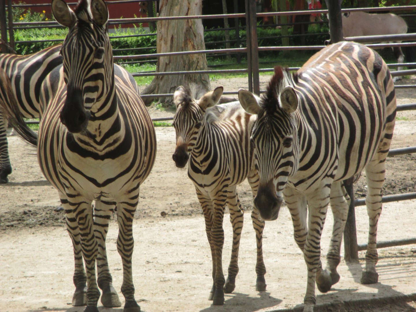 Chapman's zebras