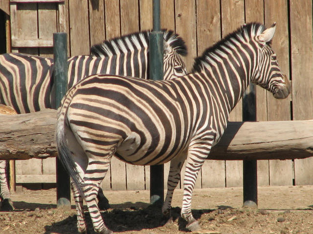 Chapman's zebras