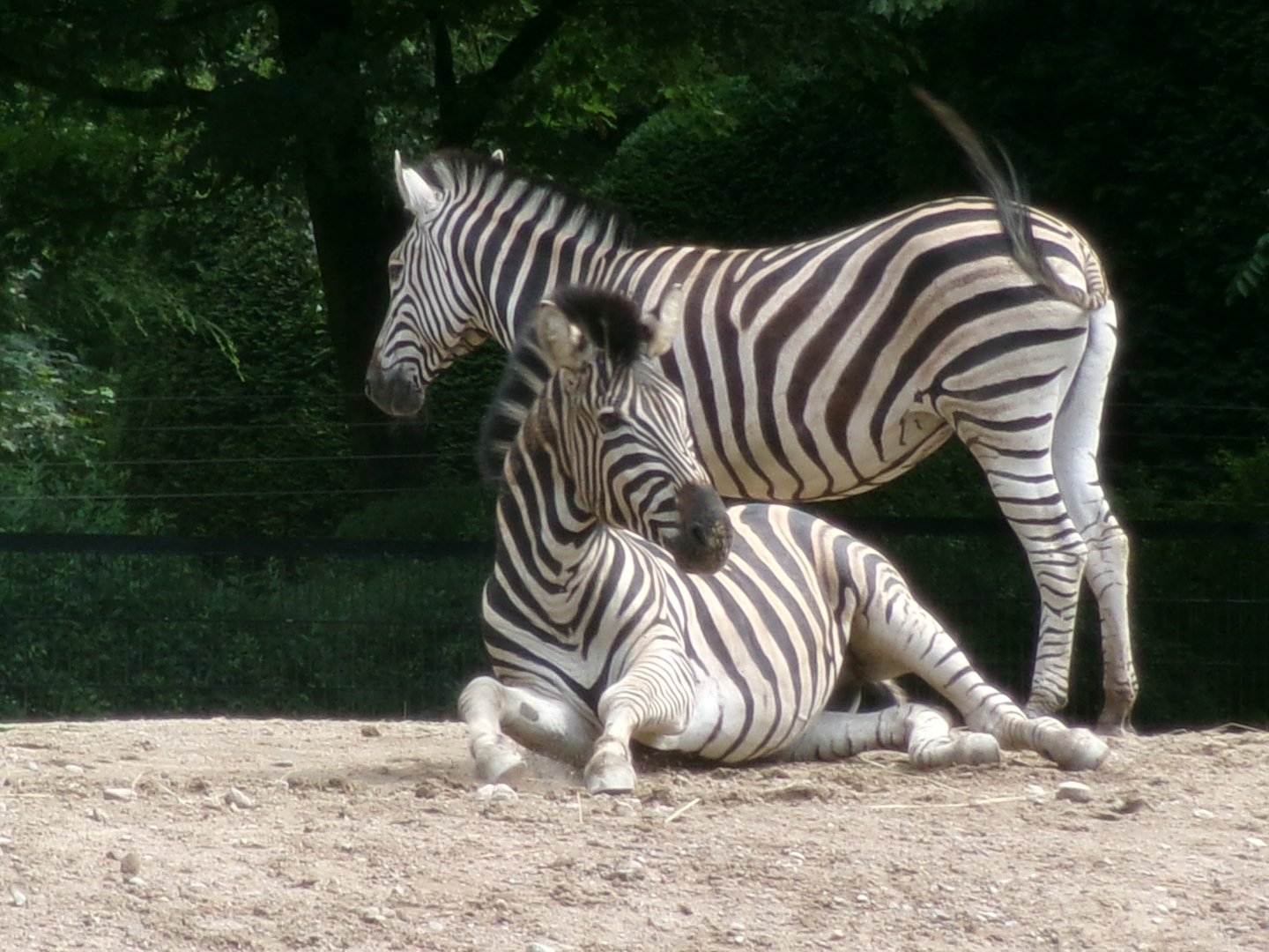 Chapman's zebras