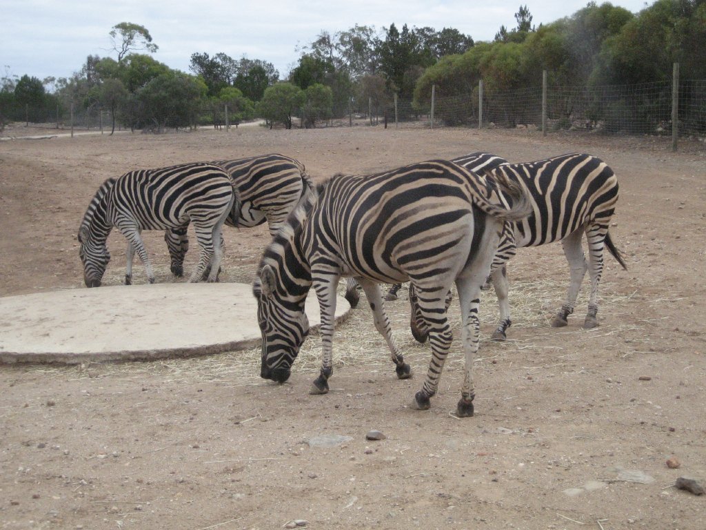 Chapman's Zebras
