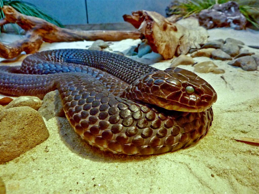 Chapple Island Tiger Snake