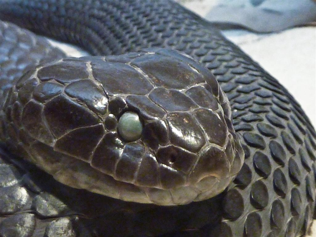 Chapple Island Tiger Snake