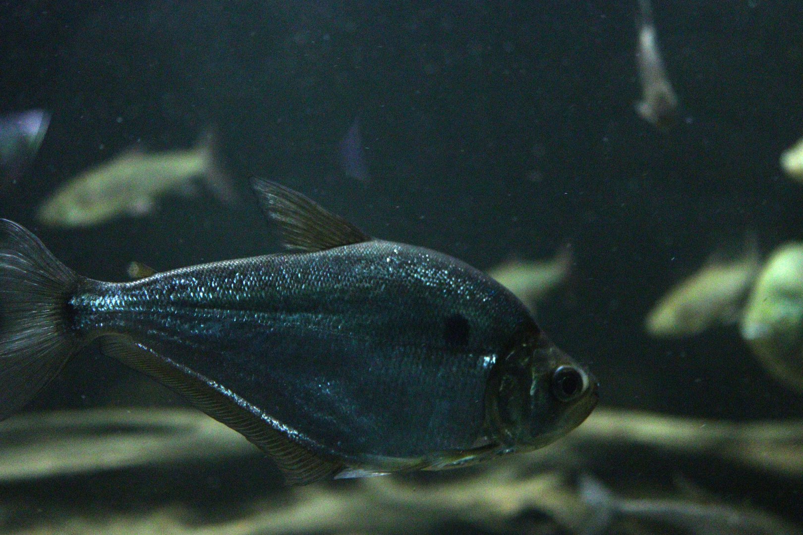Characin ID