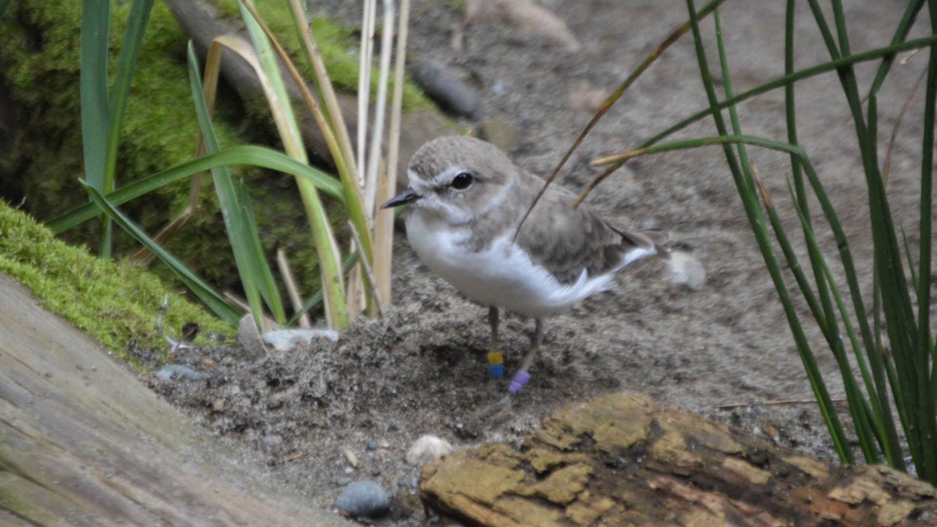 Charadrius nivosus nivosus "Crush"