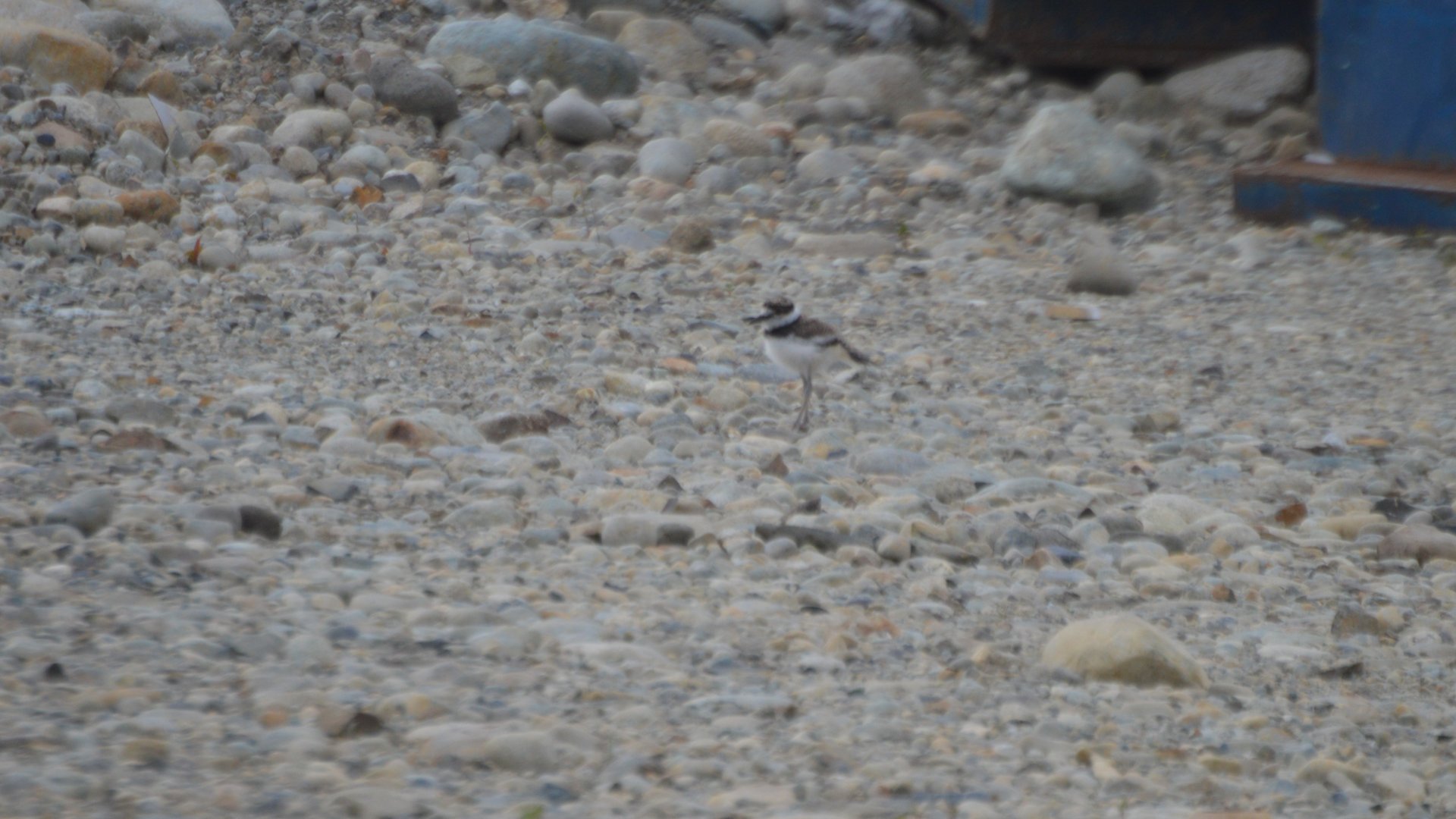 Charadrius vociferus vociferus chick