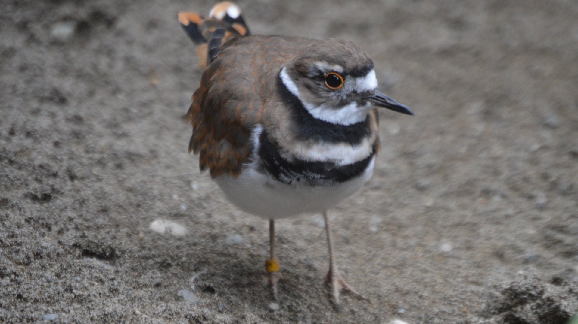 Charadrius vociferus vociferus
