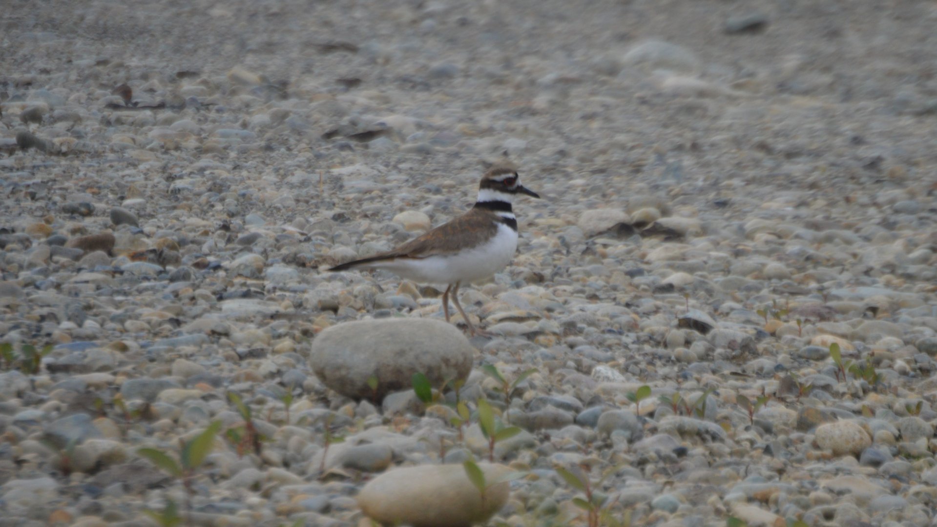 Charadrius vociferus vociferus