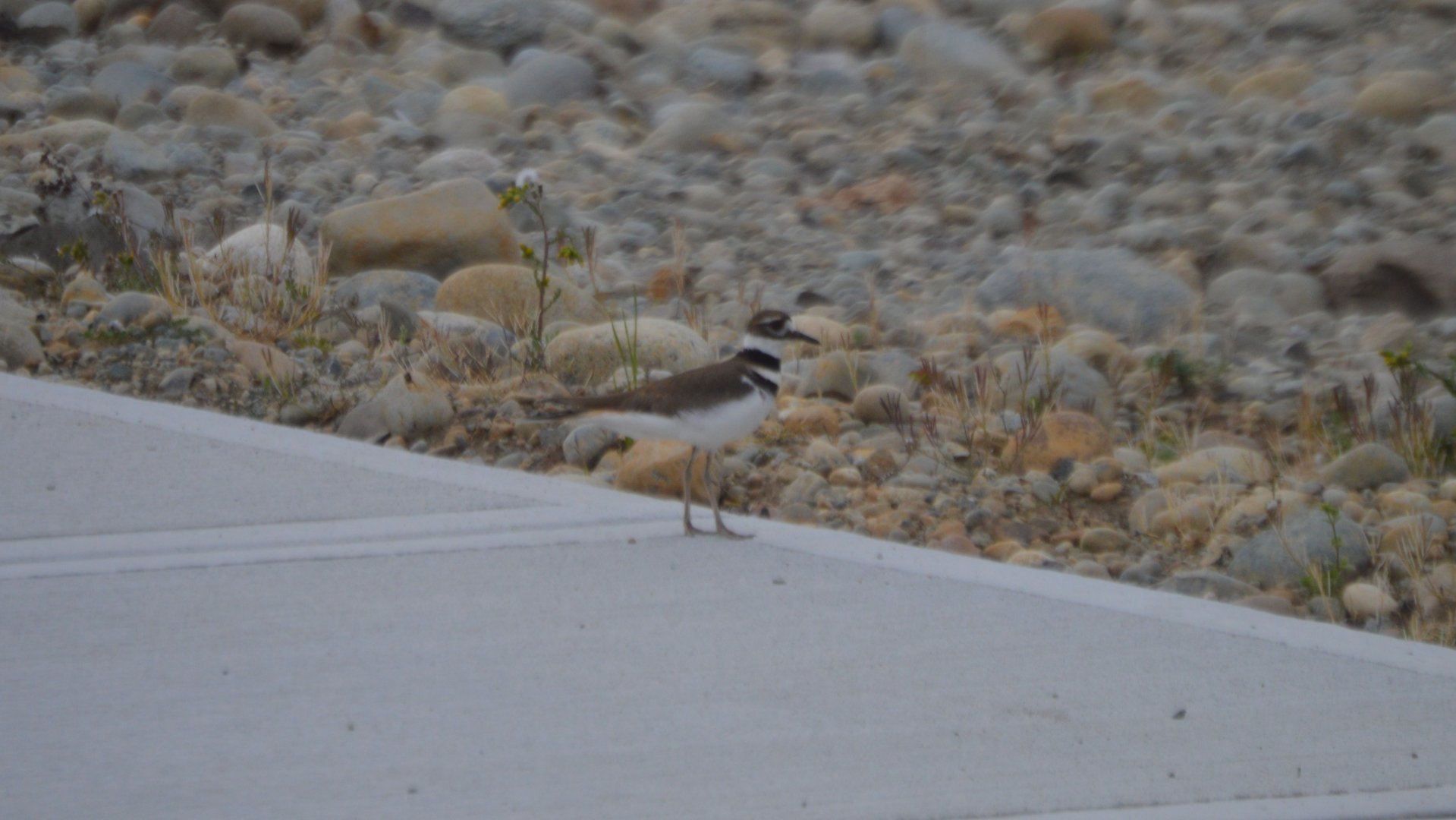 Charadrius vociferus vociferus