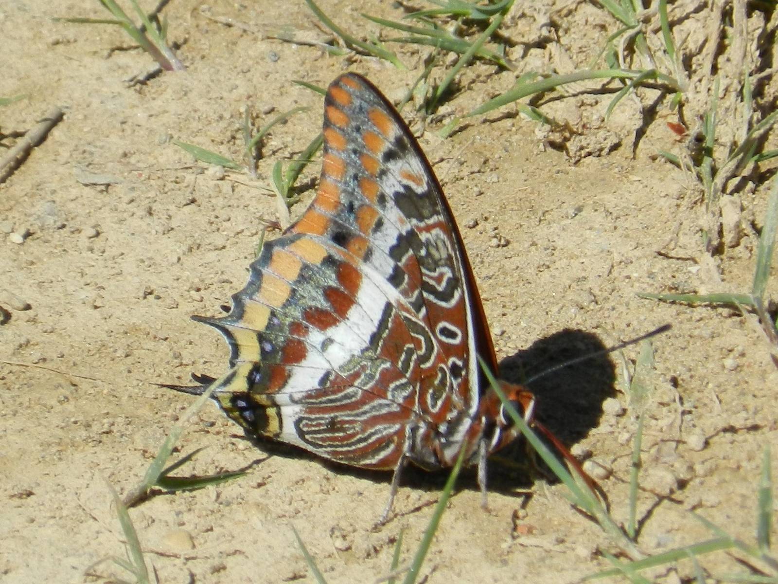 Charaxes jasius