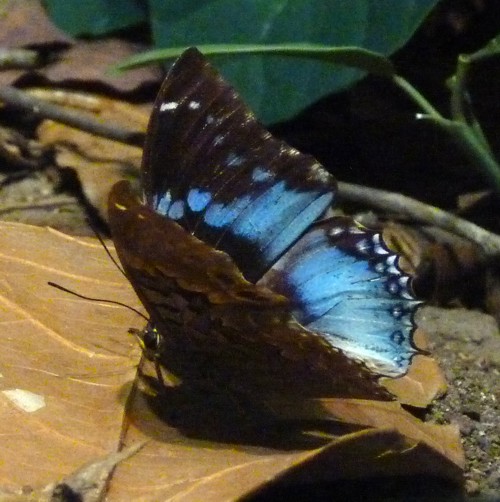 Charaxes smaragdalis (preserved)