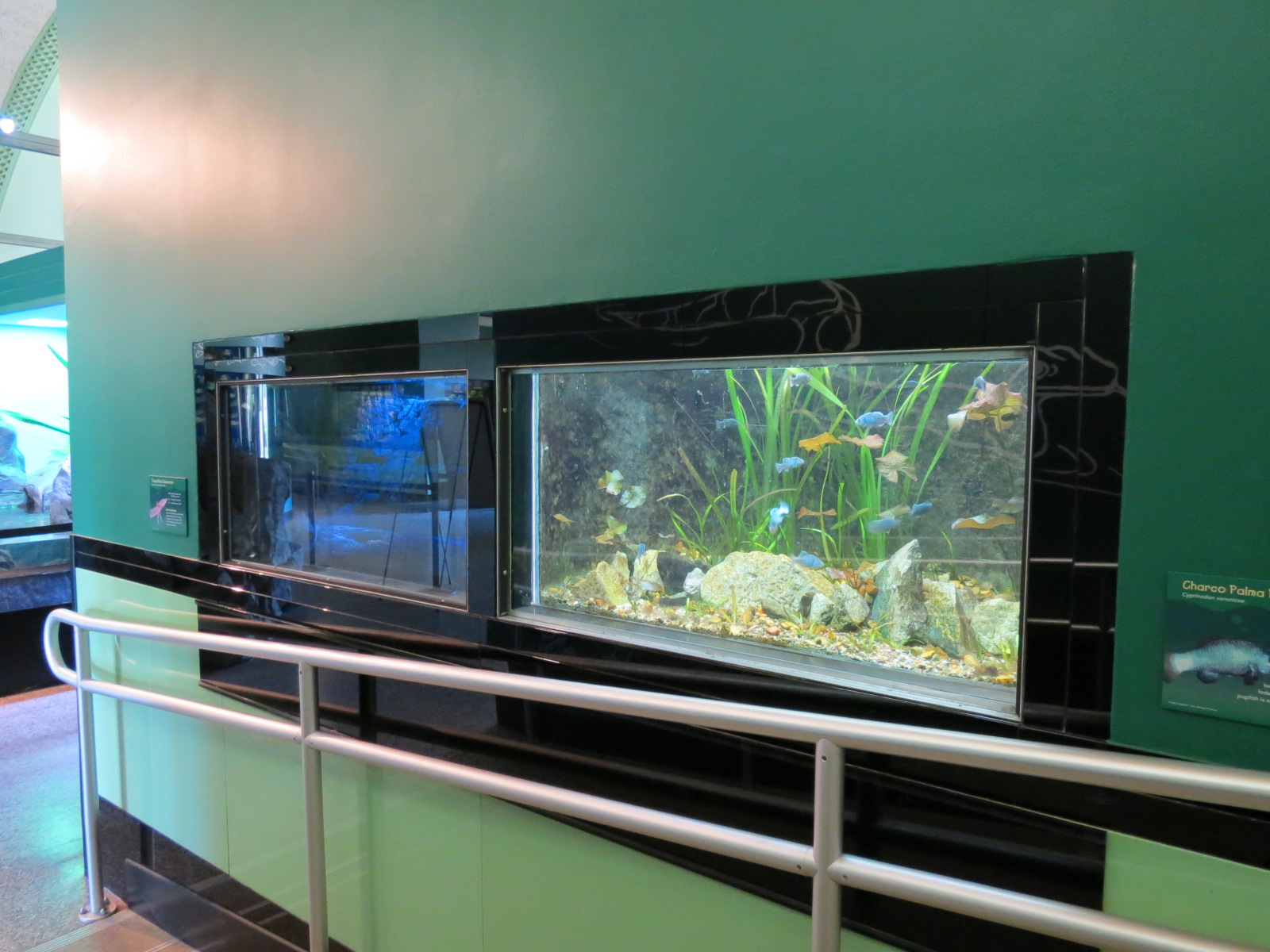 Charco Palma Pupfish and Texas Blind Salamander Exhibits