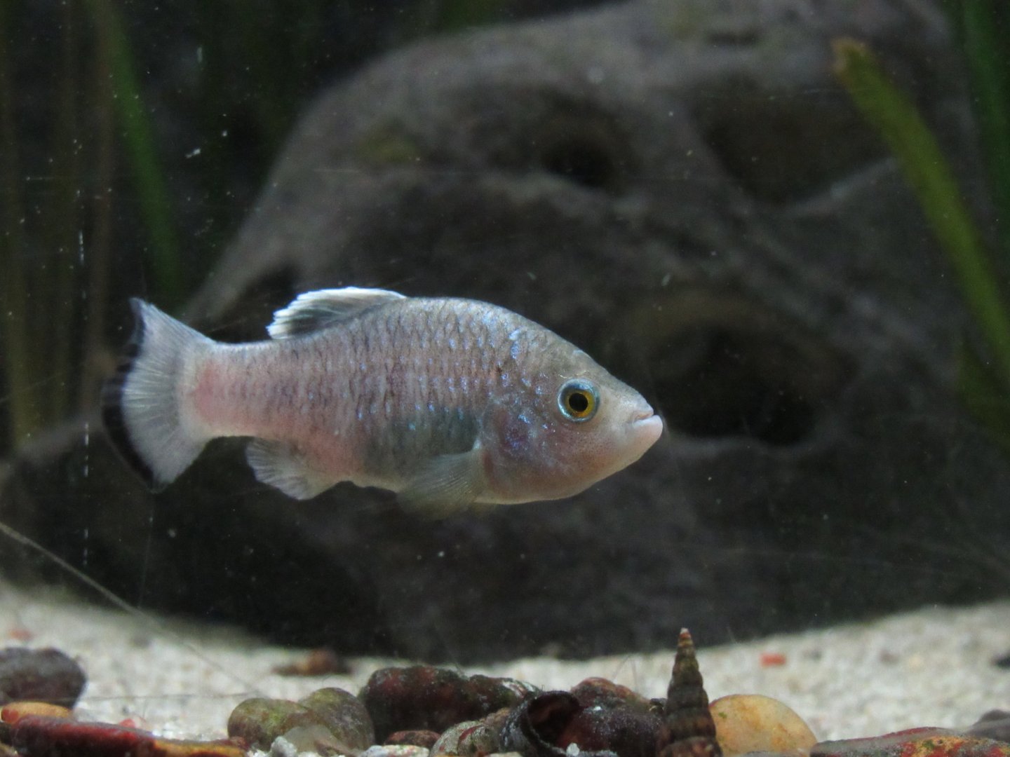 Charco Palma Pupfish